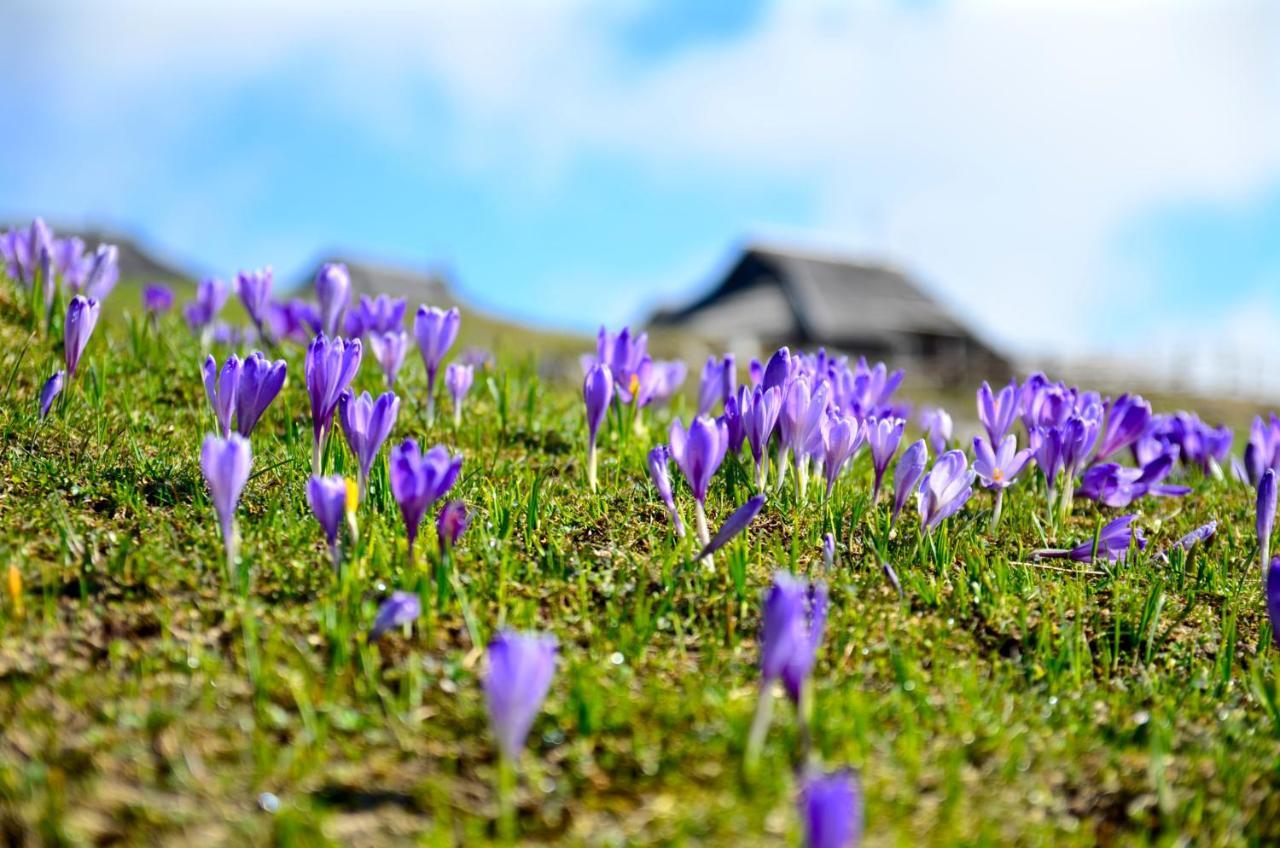 Chalet Kosutnik Velika Planina Kamniska Bistrica